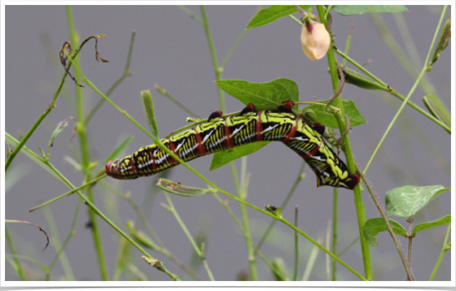 White-lined Sphinx
Hyles lineata
Choctaw County, Alabama
